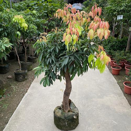 桂味树苗厂家,品牌,图片,热帖